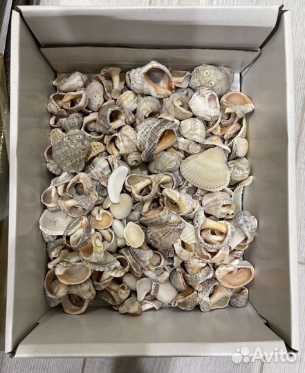 Морские ракушки 1 кг для аквариума, поделок