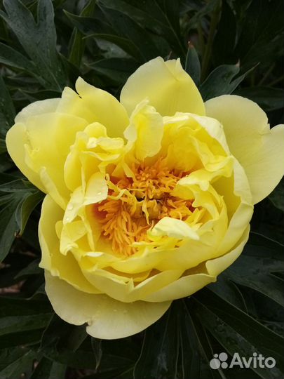 Корень жёлтого пиона