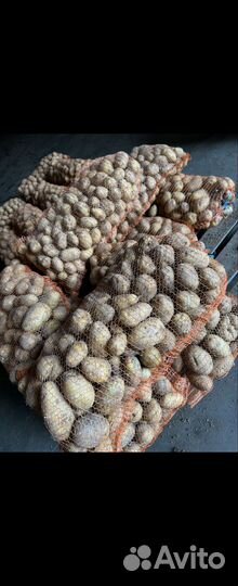 Картофель оптом