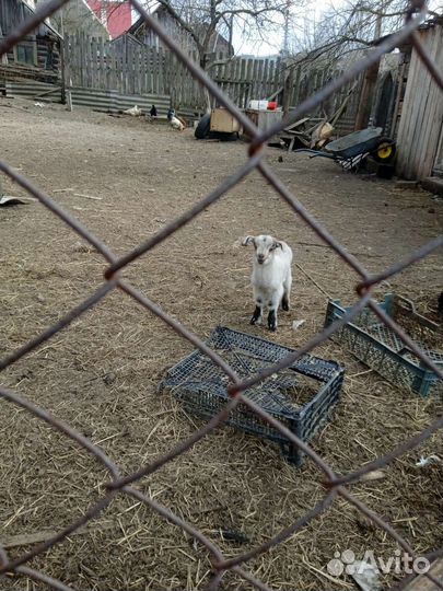 Продам козлят