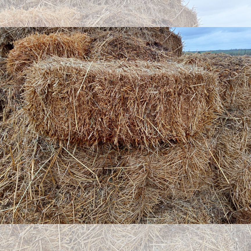 Сено суданка солома