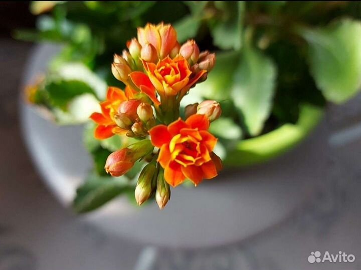 Канна, амариллис, каланхоэ женское счастье