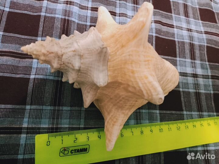 Морские ракушки раковины