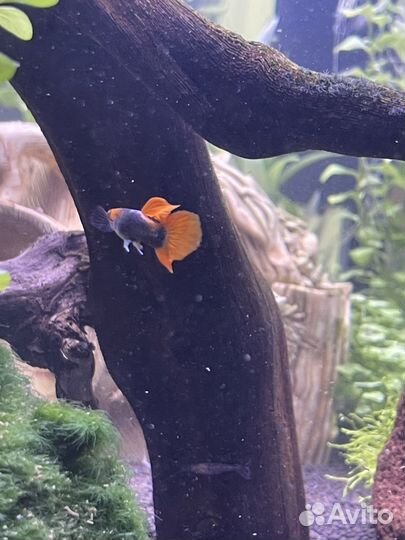 Аквариумные рыбки гуппи
