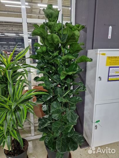 Фикус Лирата Бамбино 3 ствола высокий