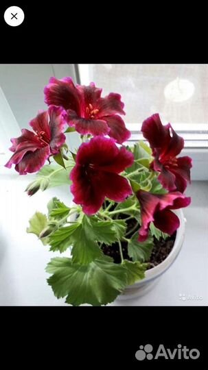 Королевские герани