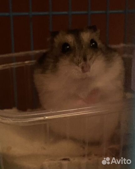Хомяк с клеткой
