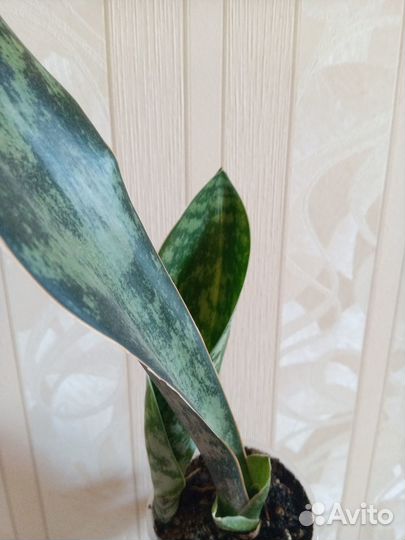 Сансевиерия сортовая