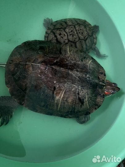 Красноухая черепаха