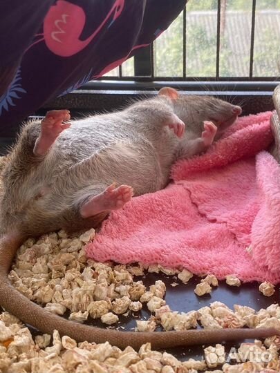 Крыса Бисквит, Агути ручная