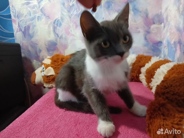 Кошечки очень ищут добрые руки, черный котик