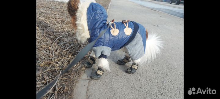 Одежда для собак