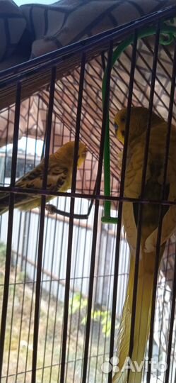 Продам попугаев мальчик и девачка