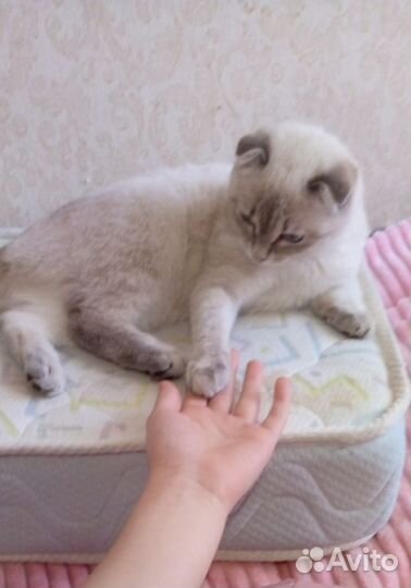 Шотландский кошечка