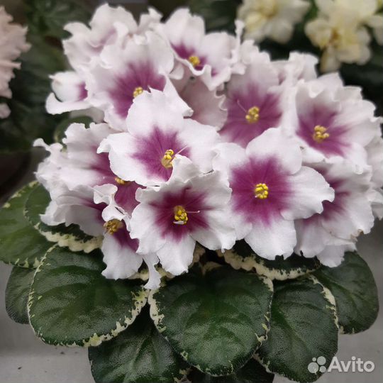 Фиалки сортовые