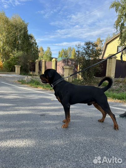 Вязка ротвейлера