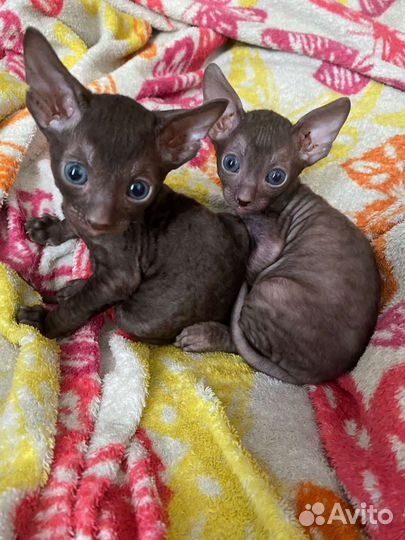 Котята корниш рекс, сладкие шоколадки