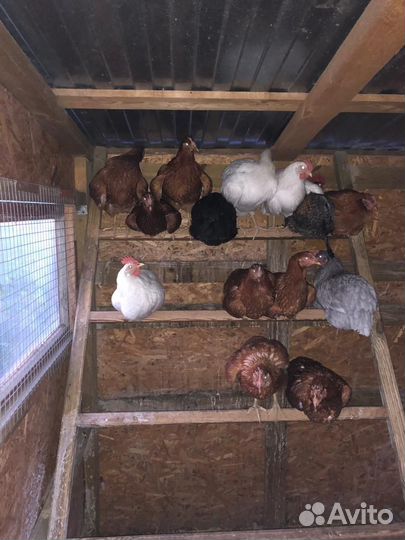 Куры молодки несушки