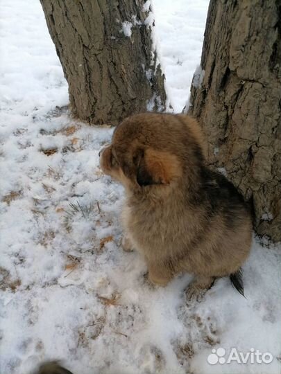 Щенки в добрые рки