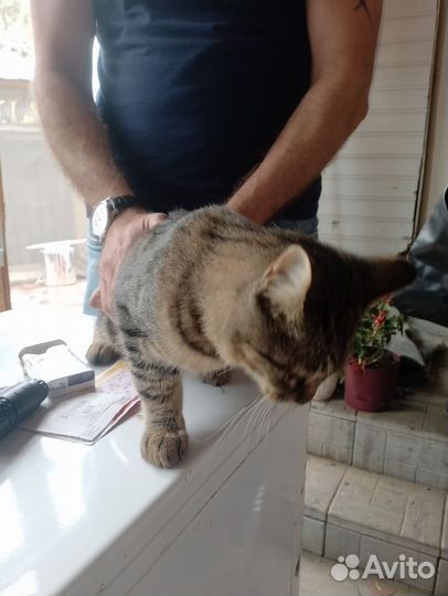 Отдам кота в добрые руки