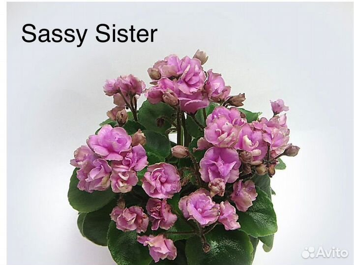 Сортовые фиалки