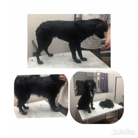 Грумер животных