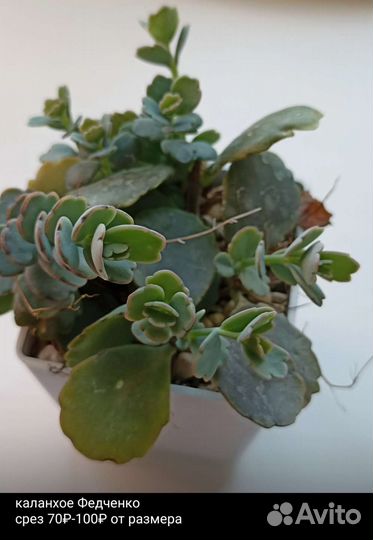 Суккуленты разное