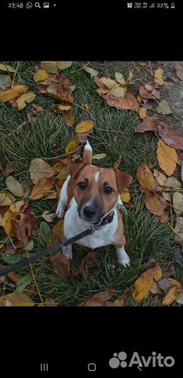 Вязка джек Рассел терьер