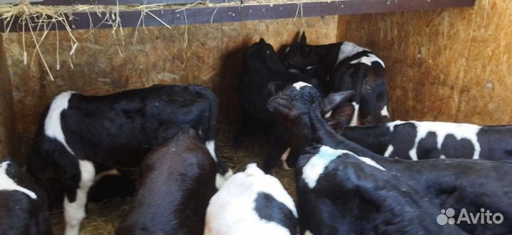 Телята бычки тёлки доставка бесплатная
