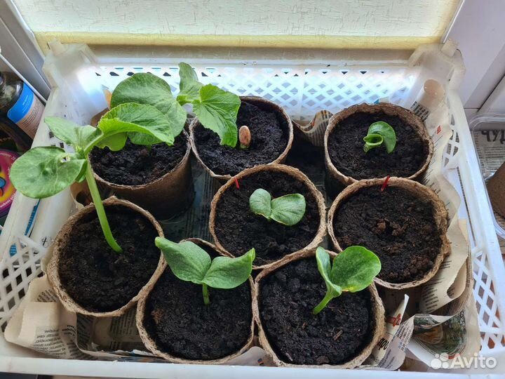 Семена гигантских тыкв сорта Giant Atlantic