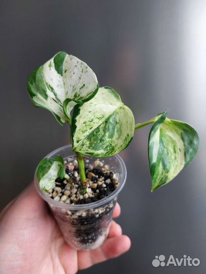 Эпипремнум хэппи лиф