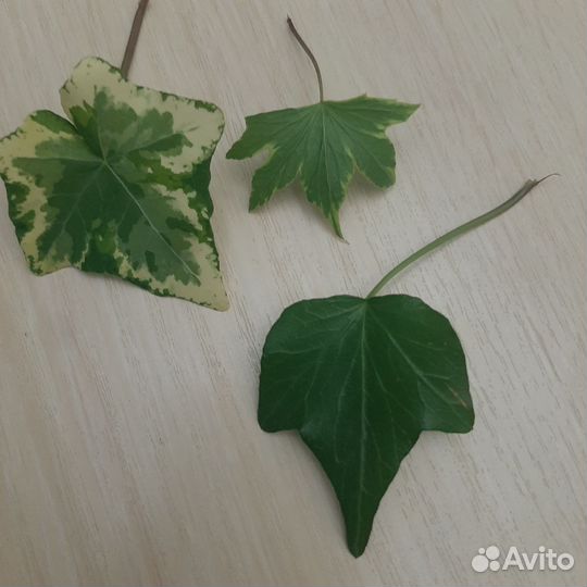 Саженцы и черенки по заказу комнатных растений