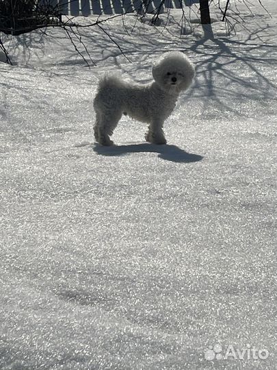 Бишон фризе вязка