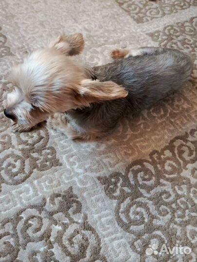 Йоркширский терьер