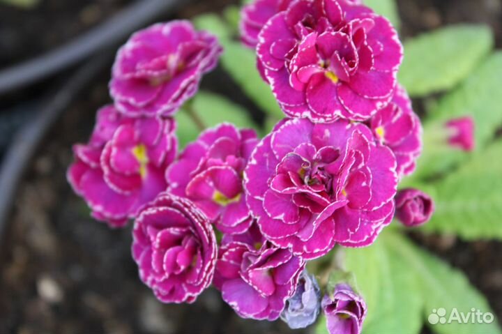 Примула садовая