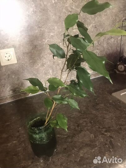 Фикус бенджамина