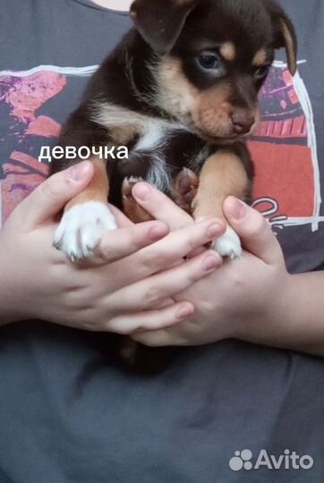 Собака в добрые руки отдам бесплатно