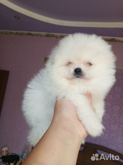 Померанский шпиц медвежьего типа