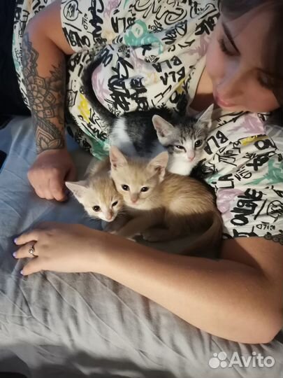 Котята в добрые руки бесплатно