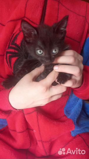 Котенок бесплатно