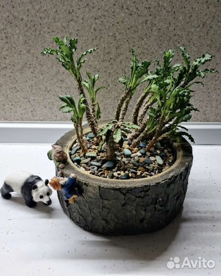 Адениум, Гуэрния, Крассула, Суккулент