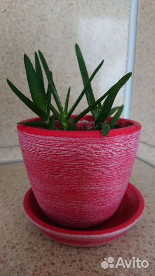 Алоэ в горшке