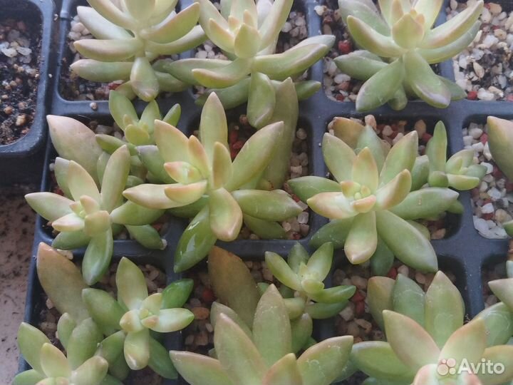 Суккуленты