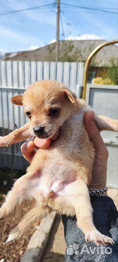 Щенки мелких пород бесплатно