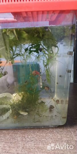 Улитки аквариумные