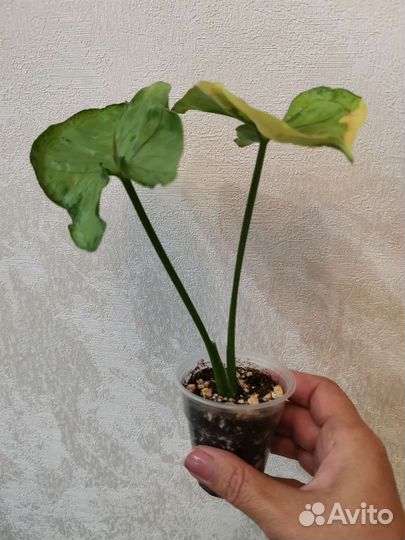 Сингониум орм тонг вариегатный