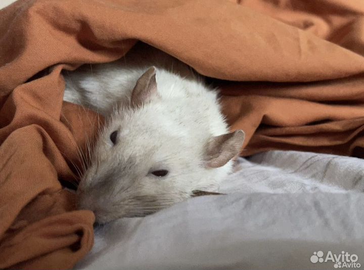 Нуждаемся в вас приют спасенных крыс