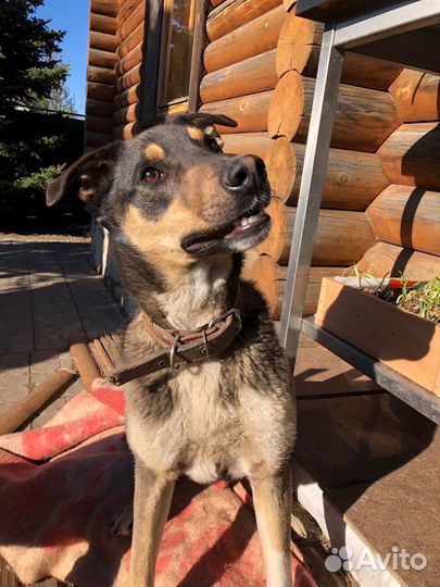 Мальчик Бут в добрые руки