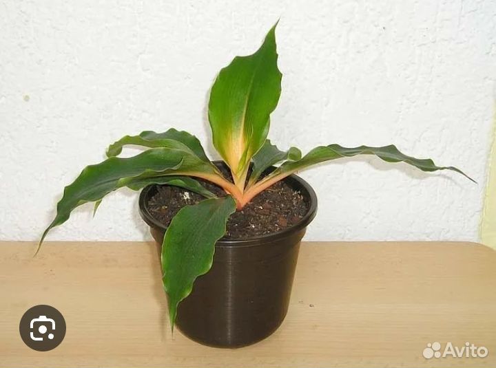 Комнатные растения