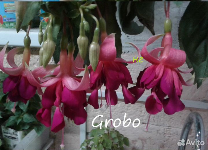 Сортовые фуксии